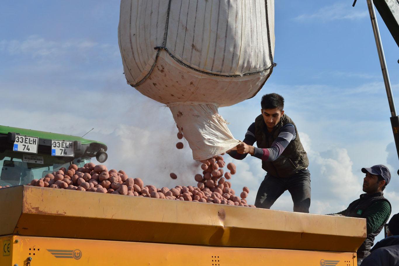 Cipslik patates ekimine başlandı Cipslik patates ekimine başlandı